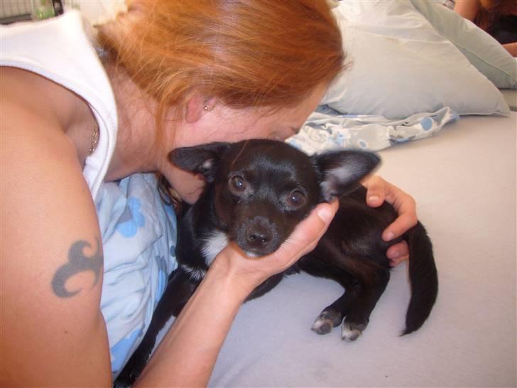 Chihuahua shaggi - nu blir jeg lige mulet af min mor billede 11