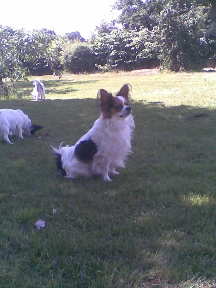 Papillon speedy - se hvor flot jeg er... billede 15