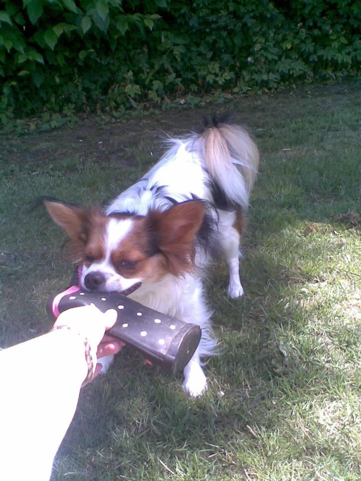 Papillon speedy billede 16