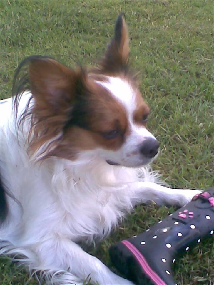 Papillon speedy billede 17