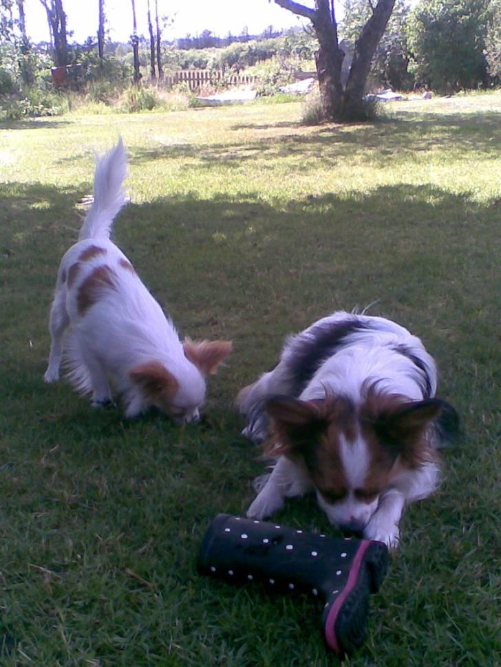 Papillon speedy - se min fine gummistøvle.. billede 18