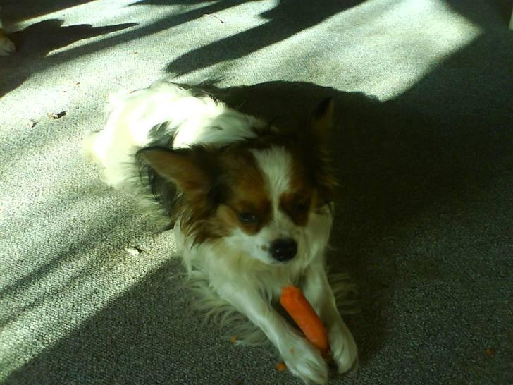 Papillon speedy - nam nam,.. gulerødder!! the best! billede 19