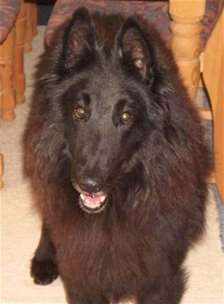 Groenendael Victor Macy V. Lana's Hof - Vi har desværre ikke så mange billeder af Victor, men her er nogen af de bedste vi har af ham! billede 1