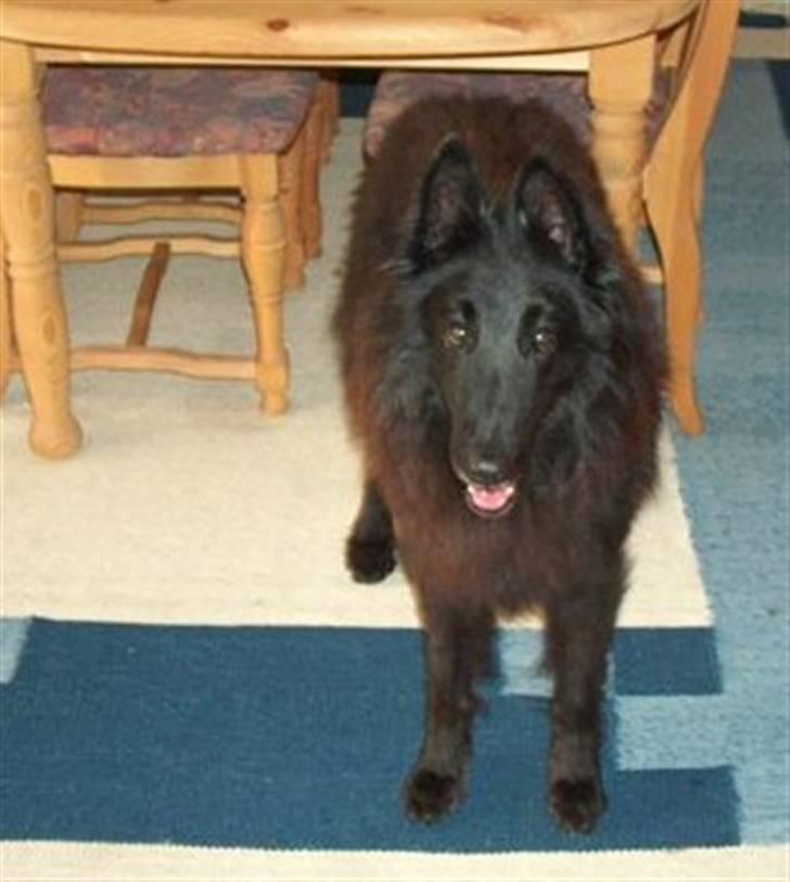 Groenendael Victor Macy V. Lana's Hof billede 2