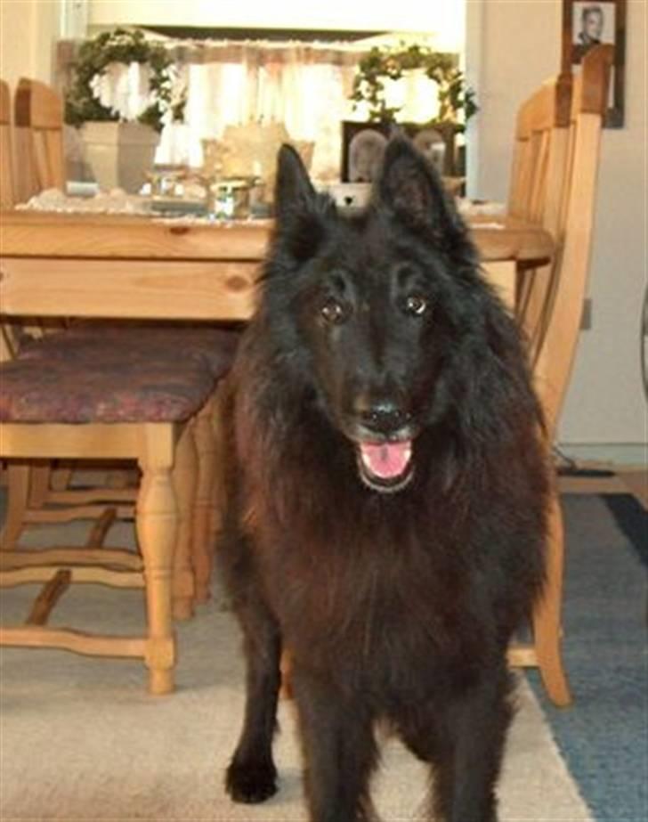 Groenendael Victor Macy V. Lana's Hof billede 3