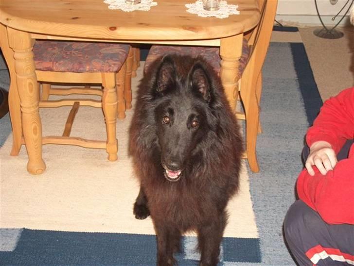 Groenendael Victor Macy V. Lana's Hof billede 4