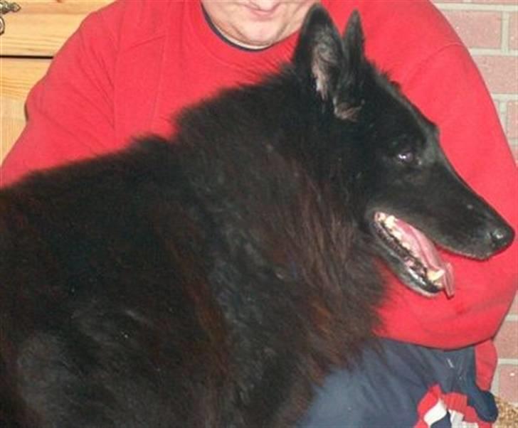 Groenendael Victor Macy V. Lana's Hof billede 6