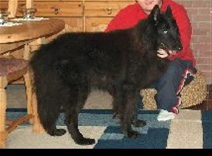 Groenendael Victor Macy V. Lana's Hof billede 7