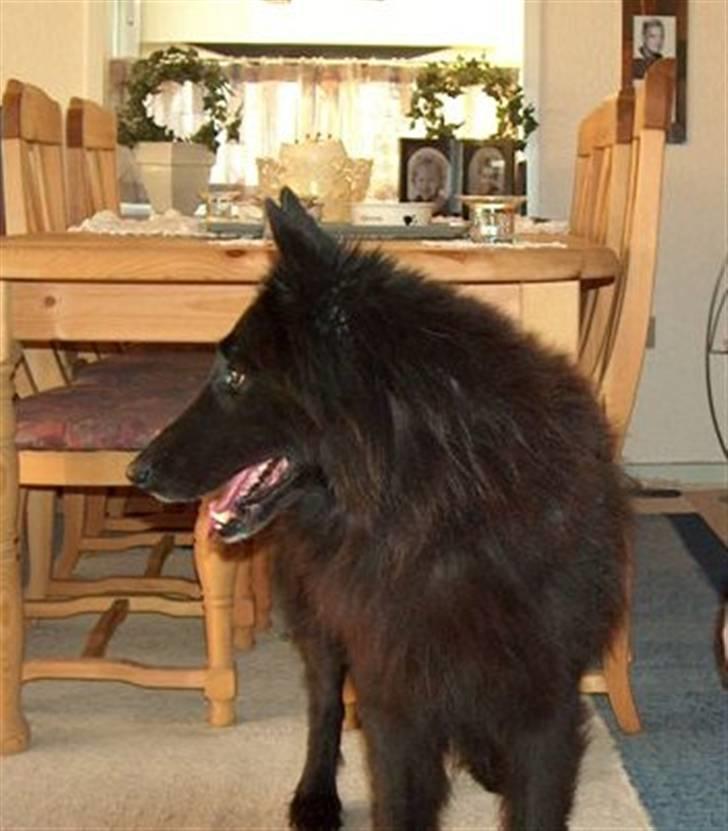 Groenendael Victor Macy V. Lana's Hof billede 8