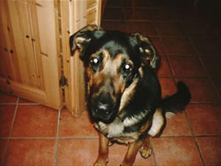 Blanding af racer Tander billede 5