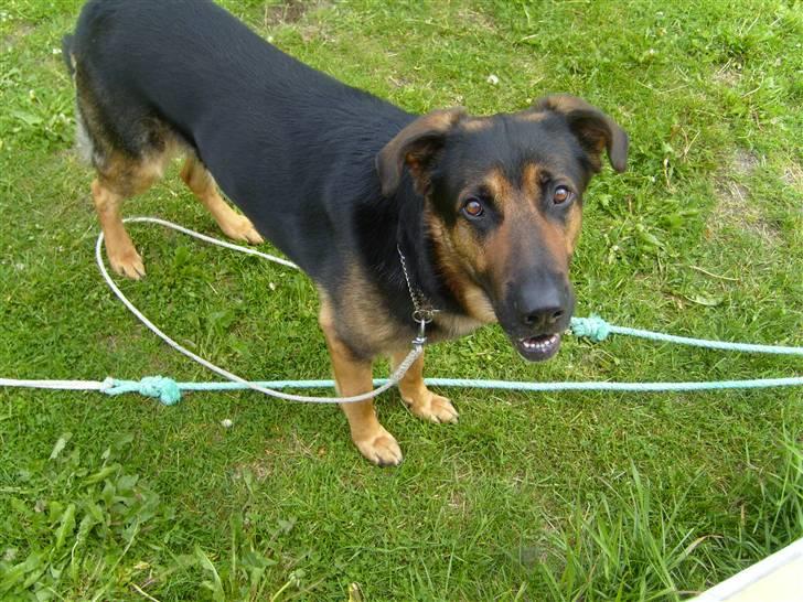 Blanding af racer Tander billede 6