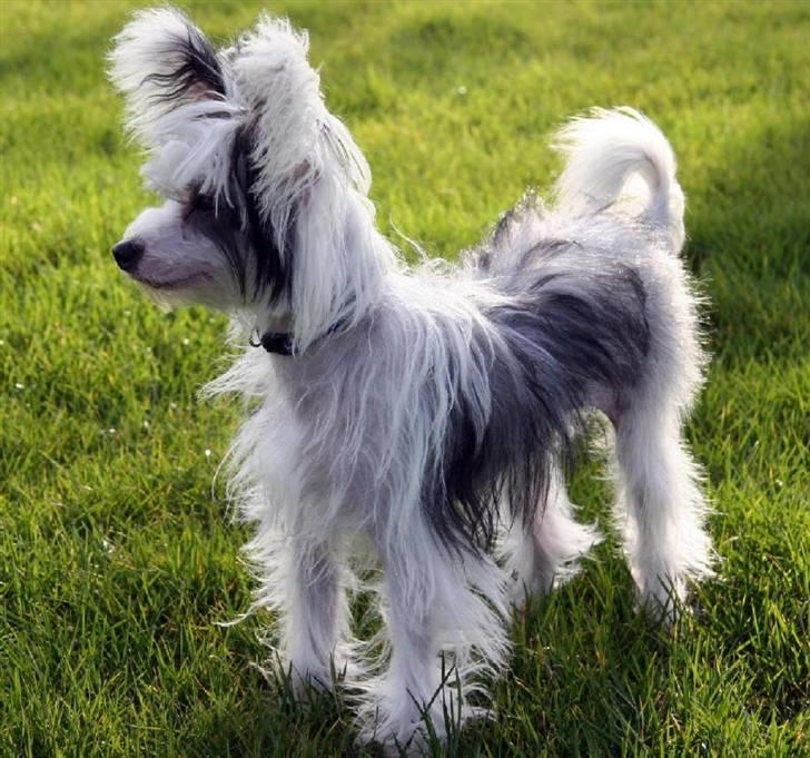 Chinese crested powder puff mini billede 1