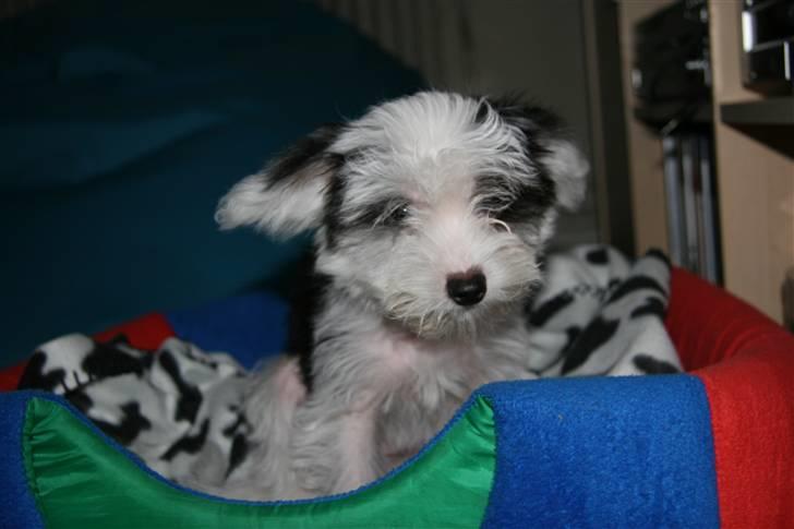 Chinese crested powder puff mini billede 3