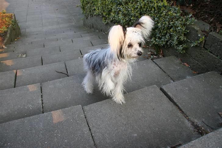 Chinese crested powder puff mini billede 4