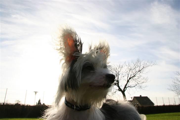 Chinese crested powder puff mini billede 5