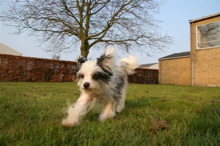 Chinese crested powder puff mini billede 6