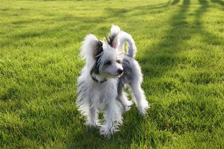 Chinese crested powder puff mini billede 7