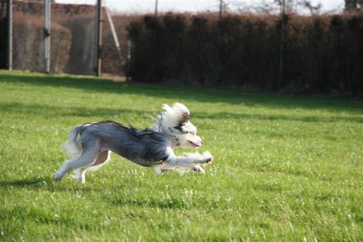 Chinese crested powder puff mini billede 8