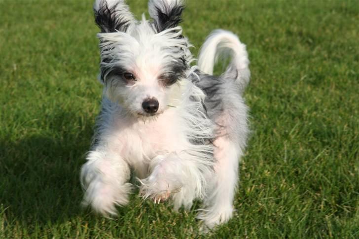 Chinese crested powder puff mini billede 9