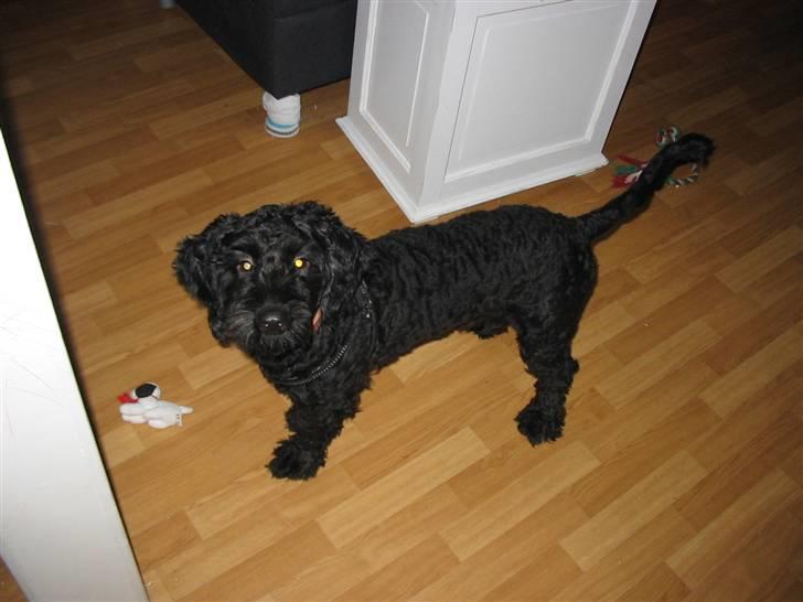 Blanding af racer krølle billede 1