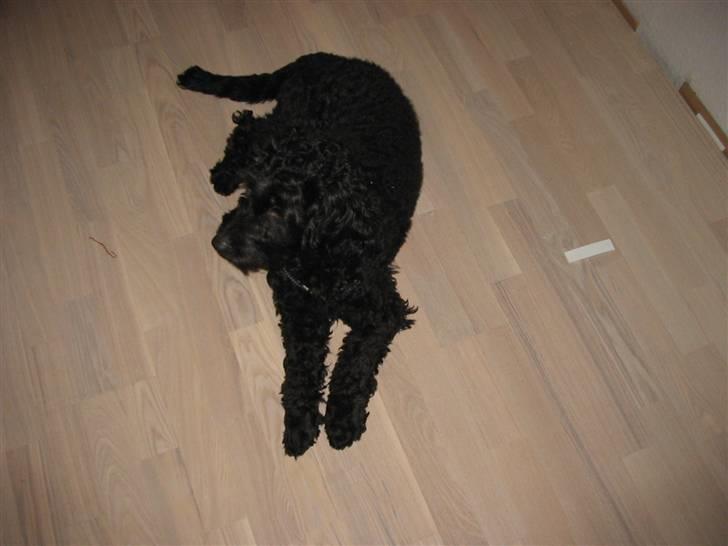 Blanding af racer krølle billede 2