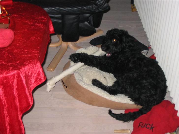 Blanding af racer krølle billede 3