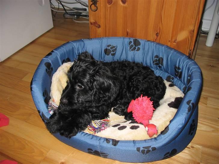 Blanding af racer krølle billede 4