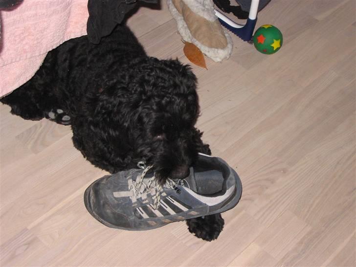 Blanding af racer krølle billede 5