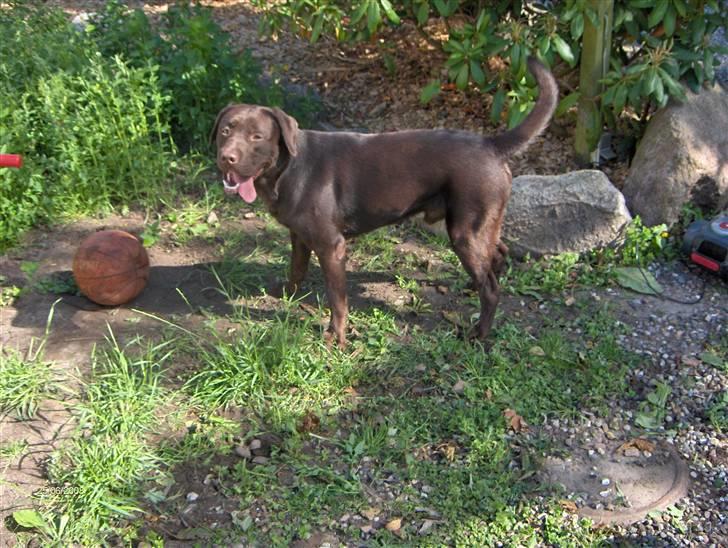 Labrador retriever Samson - Taget d.25 juni-08 billede 6