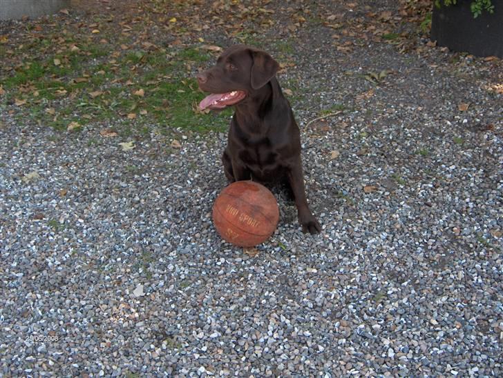 Labrador retriever Samson - Taget d.25 juni-08 billede 7