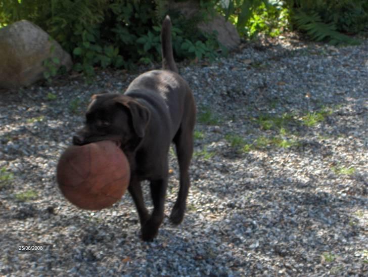 Labrador retriever Samson - Taget d.25 juni-08 billede 8