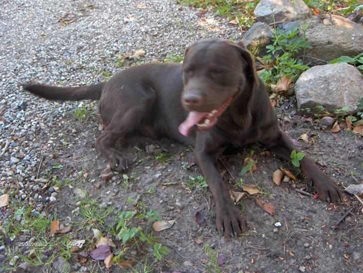 Labrador retriever Samson - Taget d.25 juni-08 billede 9