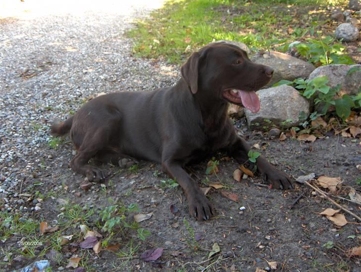 Labrador retriever Samson - Taget d.25 juni-08 billede 10