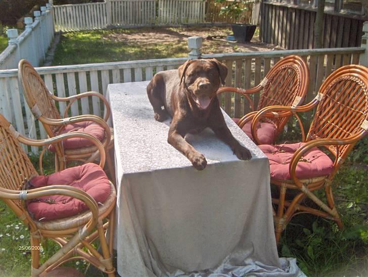 Labrador retriever Samson - Taget d.25 juni-08. Det plejer han ikke at gøre, men Marc (min kæreste) gik rundt og tog billeder af ham også lavede de narrestreger de to ;b billede 11