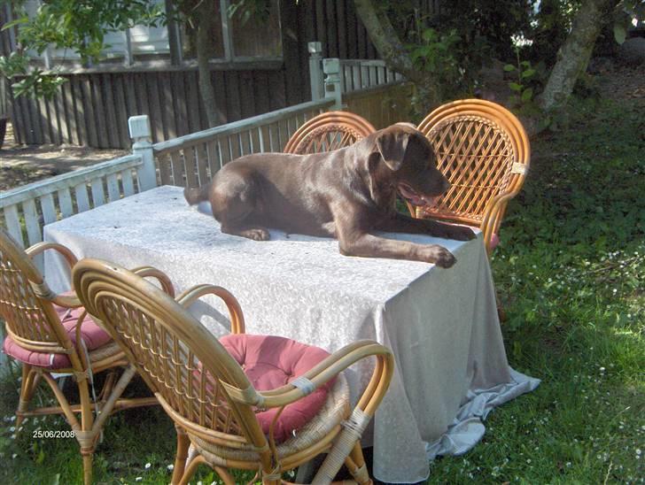Labrador retriever Samson - Taget d.25 juni-08. Igen, altså de to ;b billede 12