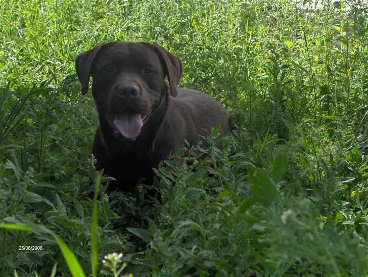 Labrador retriever Samson - Taget d.25 juni-08 billede 13