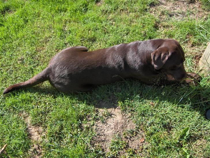 Labrador retriever Samson - Taget d.25 juni-08. uhh, det er altid godt og ligge med en pind .. billede 14
