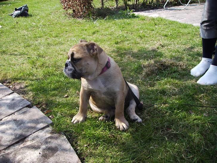 Engelsk bulldog a CHILLI UZI - en lille pause er godt billede 10