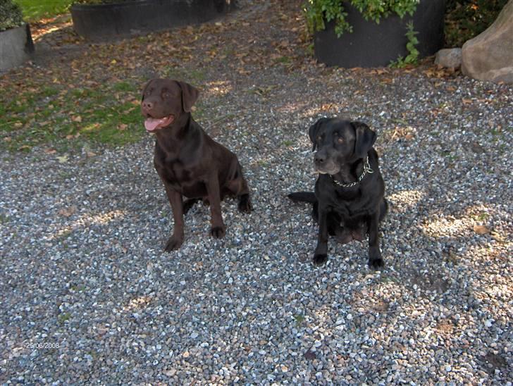 Labrador retriever Samson - Mine to dejlige hunde, Samson og mille.. I kan ikke undvære hinanden! billede 15