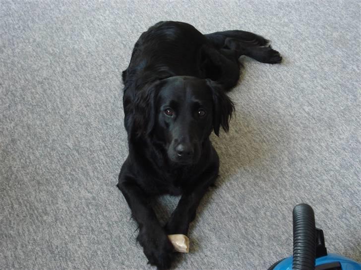 Flat coated retriever Maggie - Hygger mig lige med et ben billede 2