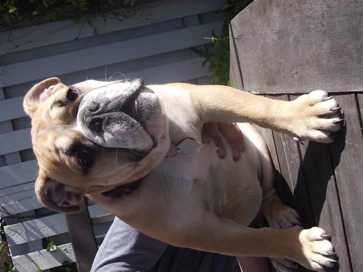 Engelsk bulldog a CHILLI UZI - kuk kuk billede 11