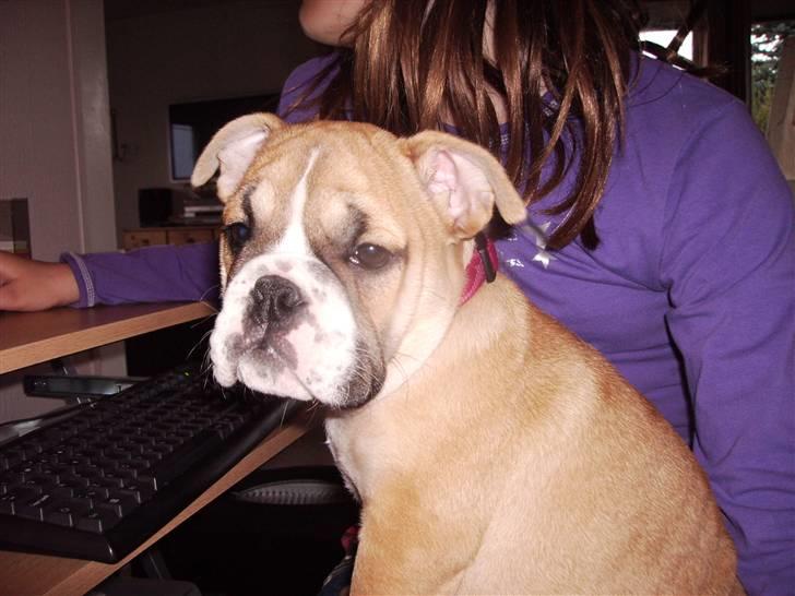 Engelsk bulldog a CHILLI UZI - her er jeg ikke så gammel billede 12