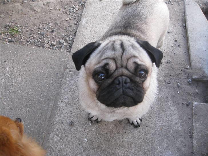 Mops Otte billede 15