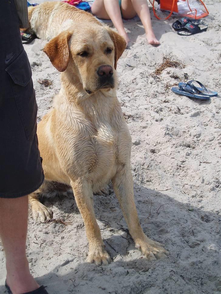 Labrador retriever Enzo billede 2