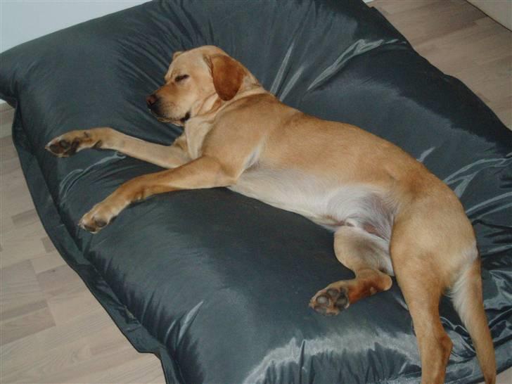 Labrador retriever Enzo - Det er lækkert med en lur i "mors" fatboy billede 3