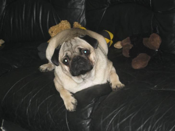 Mops Otte billede 16