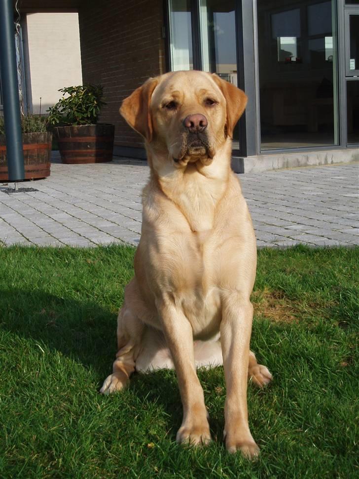 Labrador retriever Enzo billede 4