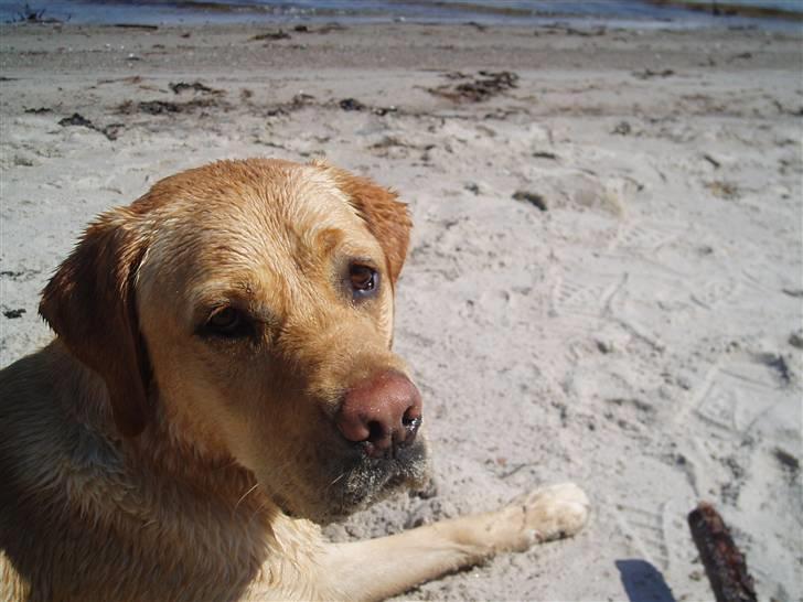 Labrador retriever Enzo - lækkert med en svømmetur billede 5