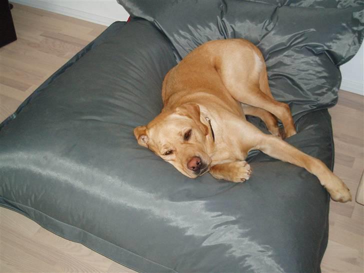 Labrador retriever Enzo billede 6