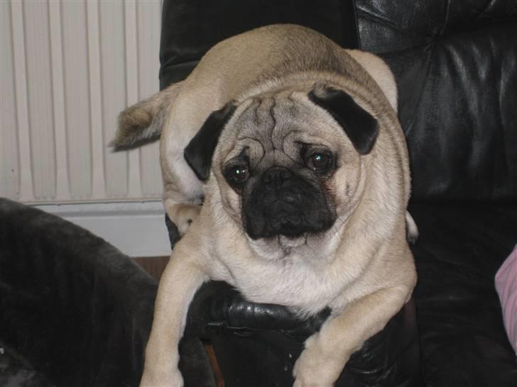 Mops Otte billede 17